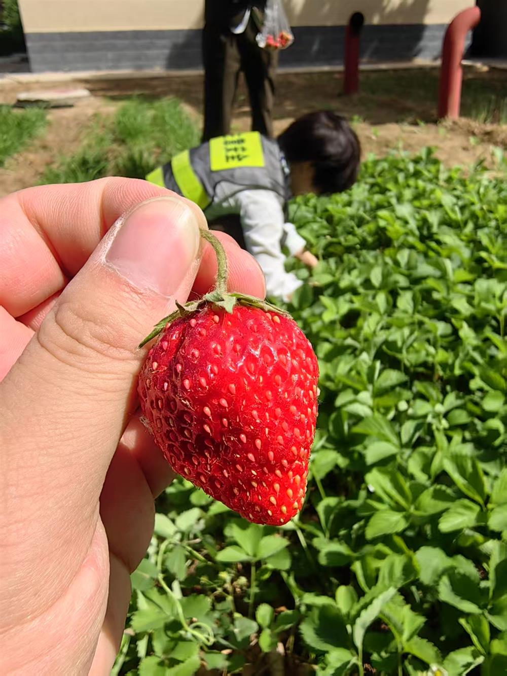 “莓”有烦恼