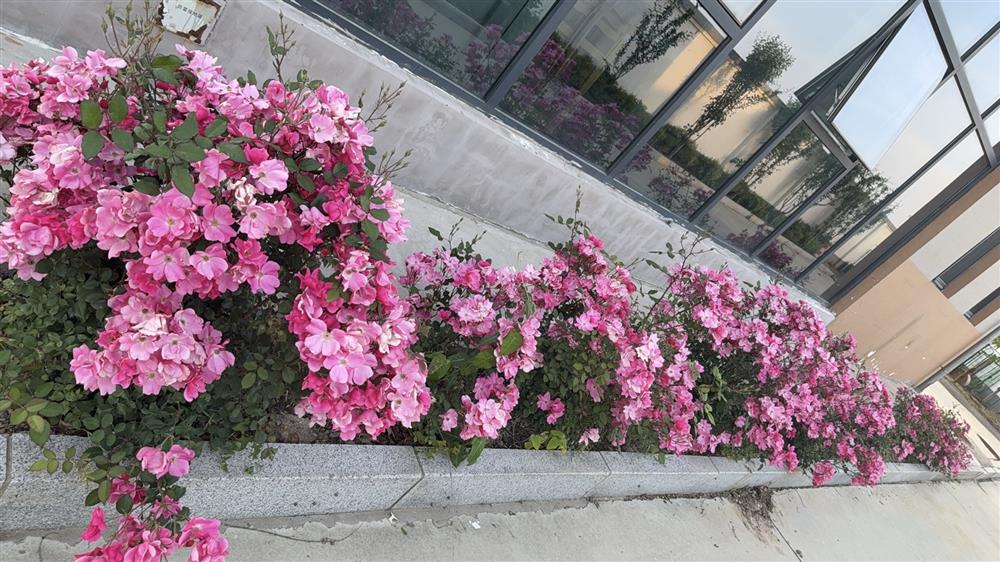 站区一角百花盛开